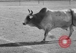 Image of rodeo Los Angeles California USA, 1951, second 59 stock footage video 65675071434