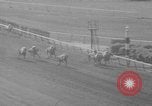 Image Belmont Stakes Elmont New York USA, 1950, de la seconde 38 séquences d'archives historiques vidéo 65675071455