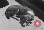 Image Royal Canadian Air Force Canada, 1950, de la seconde 57 séquences d'archives historiques vidéo 65675071457