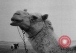 Image of new farm machinery Israel, 1957, second 23 stock footage video 65675071461