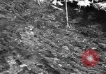Immagine di Alewives Maine United States USA, 1957, secondo 10 filmato di repertorio 65675071463