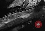 Immagine di Alewives Maine United States USA, 1957, secondo 26 filmato di repertorio 65675071463