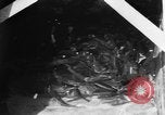 Immagine di Alewives Maine United States USA, 1957, secondo 42 filmato di repertorio 65675071463