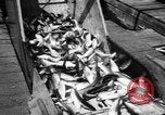 Immagine di Alewives Maine United States USA, 1957, secondo 46 filmato di repertorio 65675071463