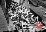 Immagine di Alewives Maine United States USA, 1957, secondo 47 filmato di repertorio 65675071463
