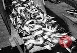 Immagine di Alewives Maine United States USA, 1957, secondo 48 filmato di repertorio 65675071463