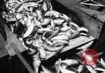 Immagine di Alewives Maine United States USA, 1957, secondo 49 filmato di repertorio 65675071463