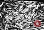 Immagine di Alewives Maine United States USA, 1957, secondo 50 filmato di repertorio 65675071463
