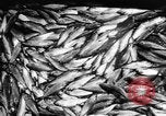 Immagine di Alewives Maine United States USA, 1957, secondo 51 filmato di repertorio 65675071463