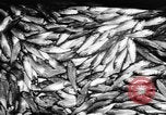 Immagine di Alewives Maine United States USA, 1957, secondo 52 filmato di repertorio 65675071463