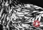 Immagine di Alewives Maine United States USA, 1957, secondo 53 filmato di repertorio 65675071463