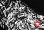 Immagine di Alewives Maine United States USA, 1957, secondo 54 filmato di repertorio 65675071463