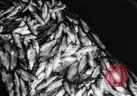 Immagine di Alewives Maine United States USA, 1957, secondo 55 filmato di repertorio 65675071463