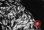 Immagine di Alewives Maine United States USA, 1957, secondo 56 filmato di repertorio 65675071463