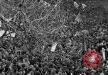 Image of British demonstrate against American involvement in Vietnam London England United Kingdom, 1968, second 28 stock footage video 65675071477