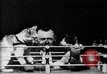 Image of Boxing cats West Orange New Jersey USA, 1894, second 3 stock footage video 65675071490