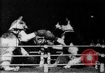 Image of Boxing cats West Orange New Jersey USA, 1894, second 5 stock footage video 65675071490