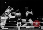 Image of Boxing cats West Orange New Jersey USA, 1894, second 6 stock footage video 65675071490