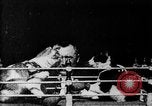 Image of Boxing cats West Orange New Jersey USA, 1894, second 8 stock footage video 65675071490