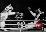 Image of Boxing cats West Orange New Jersey USA, 1894, second 10 stock footage video 65675071490