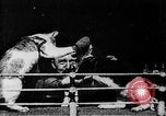 Image of Boxing cats West Orange New Jersey USA, 1894, second 11 stock footage video 65675071490