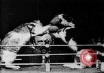 Image of Boxing cats West Orange New Jersey USA, 1894, second 12 stock footage video 65675071490
