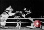 Image of Boxing cats West Orange New Jersey USA, 1894, second 15 stock footage video 65675071490
