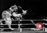 Image of Boxing cats West Orange New Jersey USA, 1894, second 19 stock footage video 65675071490