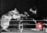 Image of Boxing cats West Orange New Jersey USA, 1894, second 20 stock footage video 65675071490