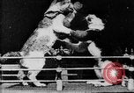 Image of Boxing cats West Orange New Jersey USA, 1894, second 21 stock footage video 65675071490