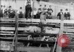 Immagine di Strappi Bronco West Orange New Jersey USA, 1894, secondo 14 filmato di repertorio 65675071499