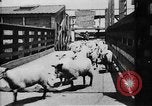 Image of Chicago stockyards Chicago Illinois USA, 1897, second 3 stock footage video 65675071534
