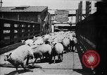 Image of Chicago stockyards Chicago Illinois USA, 1897, second 5 stock footage video 65675071534