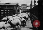 Image of Chicago stockyards Chicago Illinois USA, 1897, second 6 stock footage video 65675071534
