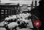 Image of Chicago stockyards Chicago Illinois USA, 1897, second 7 stock footage video 65675071534