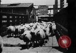 Image of Chicago stockyards Chicago Illinois USA, 1897, second 10 stock footage video 65675071534