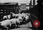 Image of Chicago stockyards Chicago Illinois USA, 1897, second 11 stock footage video 65675071534
