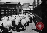 Image of Chicago stockyards Chicago Illinois USA, 1897, second 13 stock footage video 65675071534