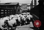 Image of Chicago stockyards Chicago Illinois USA, 1897, second 14 stock footage video 65675071534