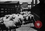Image of Chicago stockyards Chicago Illinois USA, 1897, second 15 stock footage video 65675071534