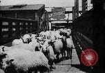 Image of Chicago stockyards Chicago Illinois USA, 1897, second 17 stock footage video 65675071534