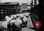 Image of Chicago stockyards Chicago Illinois USA, 1897, second 18 stock footage video 65675071534