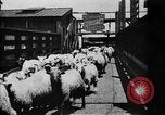 Image of Chicago stockyards Chicago Illinois USA, 1897, second 19 stock footage video 65675071534