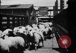 Image of Chicago stockyards Chicago Illinois USA, 1897, second 20 stock footage video 65675071534