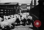 Image of Chicago stockyards Chicago Illinois USA, 1897, second 21 stock footage video 65675071534