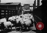 Image of Chicago stockyards Chicago Illinois USA, 1897, second 22 stock footage video 65675071534