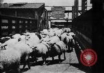 Image of Chicago stockyards Chicago Illinois USA, 1897, second 23 stock footage video 65675071534