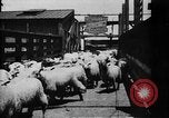 Image of Chicago stockyards Chicago Illinois USA, 1897, second 24 stock footage video 65675071534