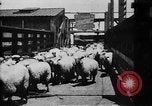 Image of Chicago stockyards Chicago Illinois USA, 1897, second 25 stock footage video 65675071534