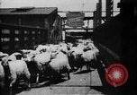 Image of Chicago stockyards Chicago Illinois USA, 1897, second 26 stock footage video 65675071534
